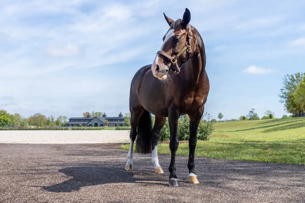 Synthetic Turf For Horse Facilities