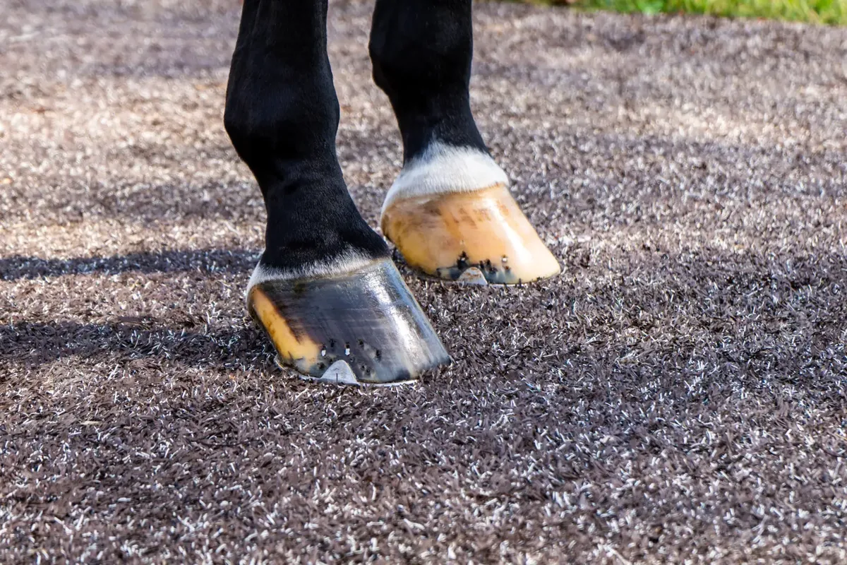 Synthetic Turf For Horse Facilities