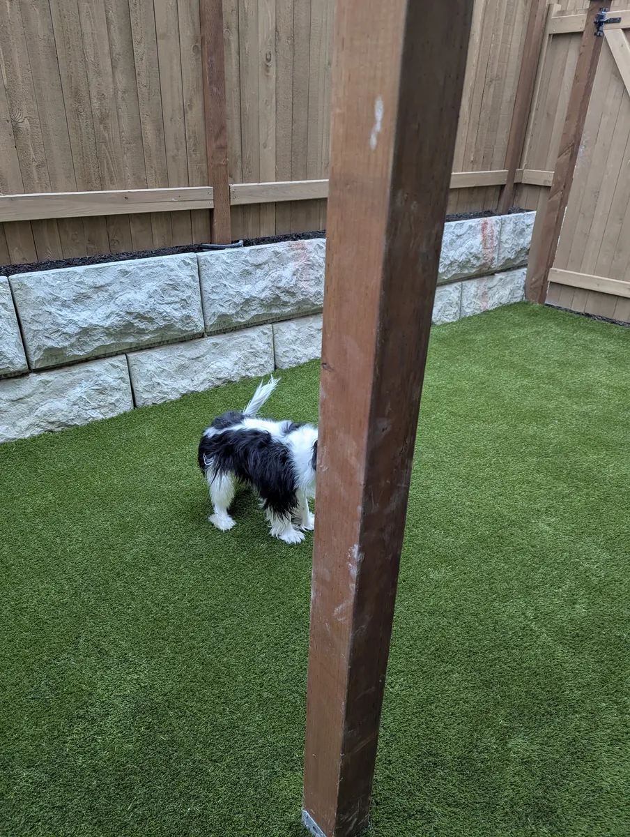 artificial grass for dogs