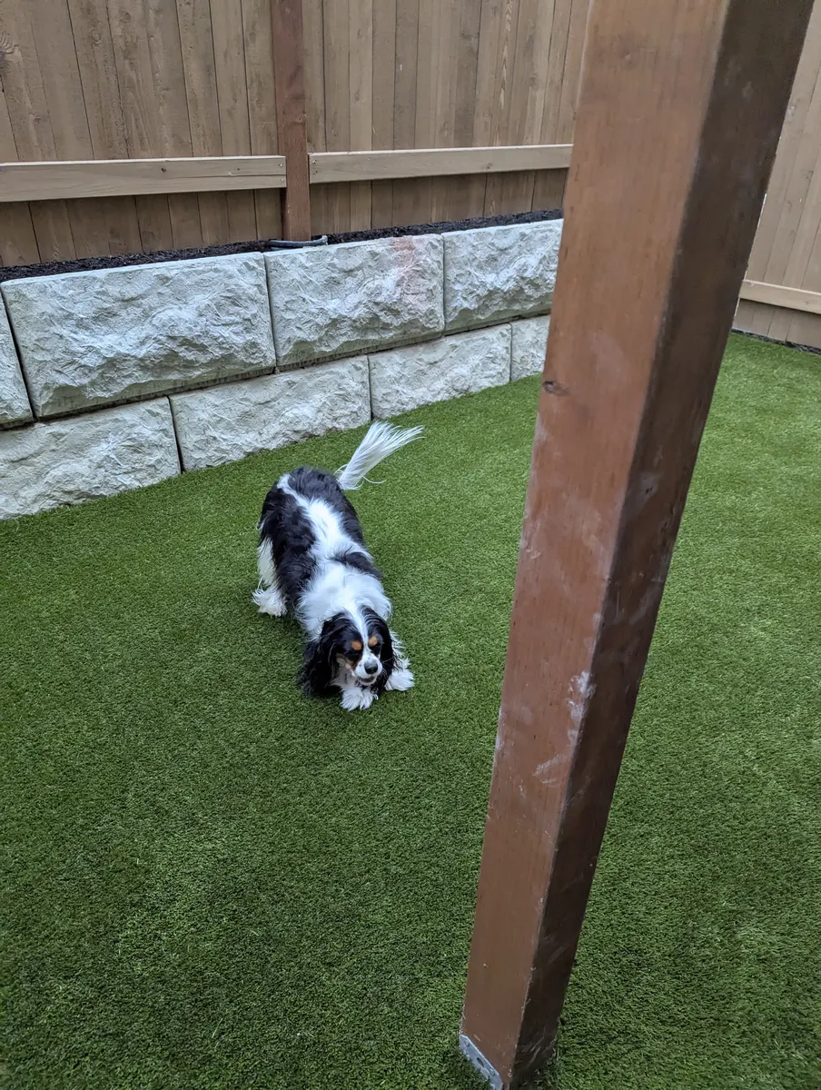 artificial grass for dogs